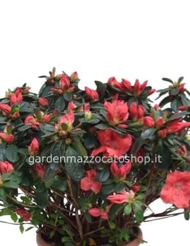 Azalea in vaso CONFEZIONATA