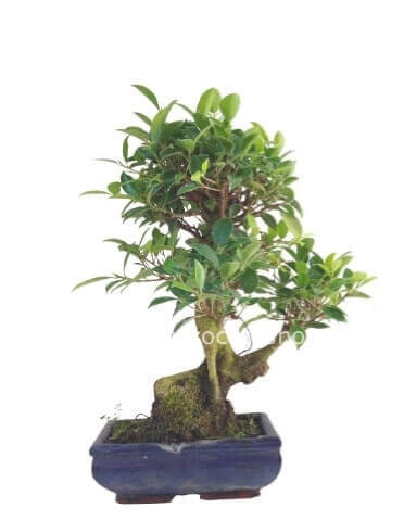 Pianta bonsai, varietà ficus