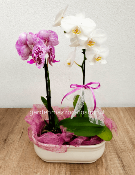 Composizione Orchidee Piccole con vaso ceramica