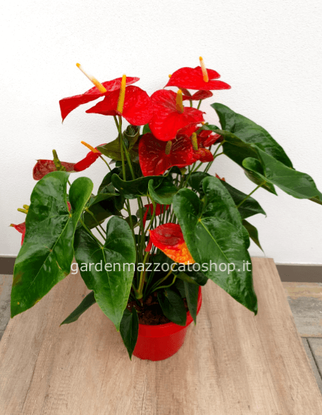 Maxi Anthurium 80cm