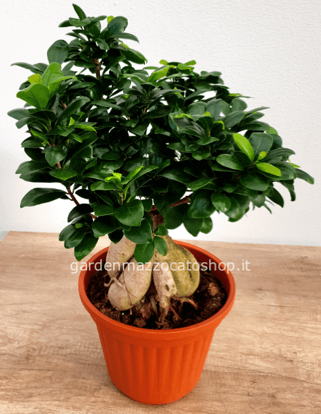 Bonsai di ginseng