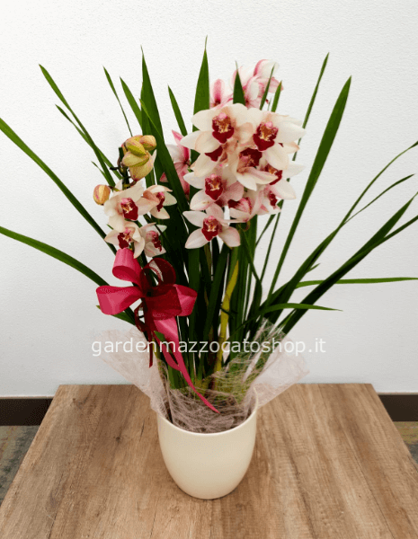 Cymbidium con vaso in ceramica