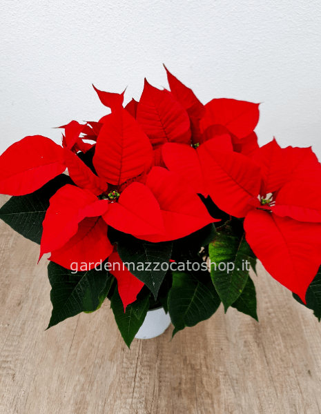 STELLA DI NATALE CONFEZIONATA VASO 14