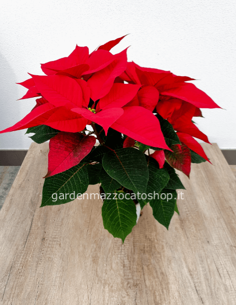 STELLA DI NATALE CONFEZIONATA VASO 15-18