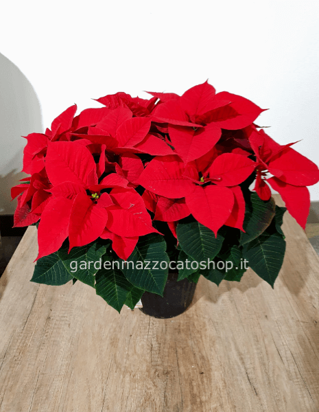 STELLA DI NATALE CONFEZIONATA VASO 20