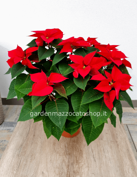 STELLA DI NATALE CONFEZIONATA VASO VASO 24