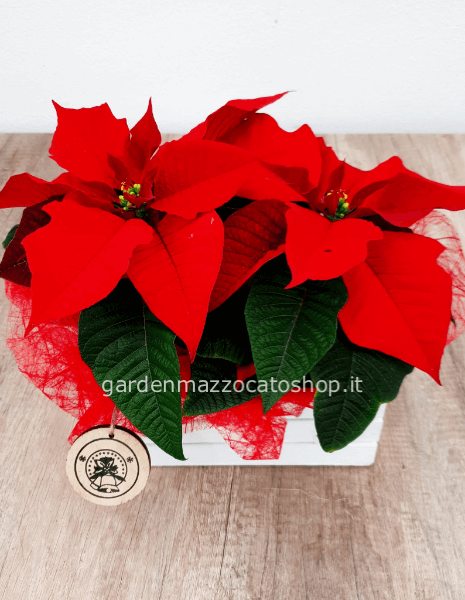 CASSETTINA CON 2 STELLE