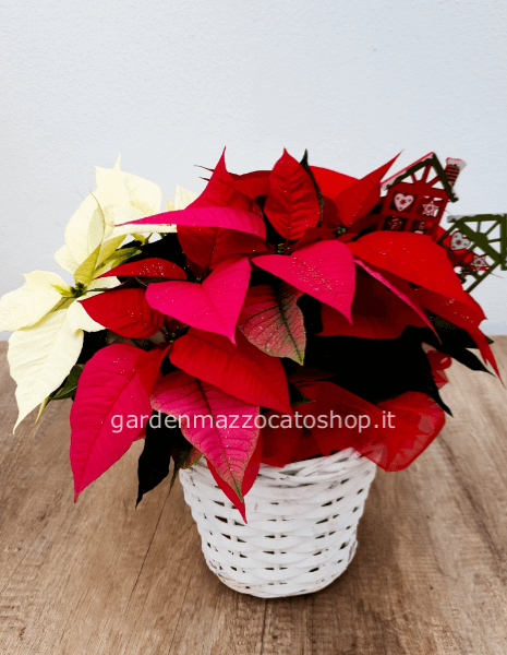 CESTO CON 3 STELLE DI NATALE PIU' DECORI