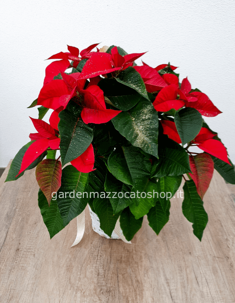 CESTONE CON STELLA DI NATALE GRANDE