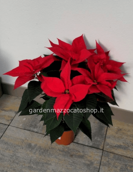 STELLA DI NATALE CONFEZIONATA VASO 18