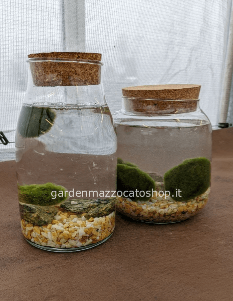 Marimo o Alga Palla Giapponese misura media