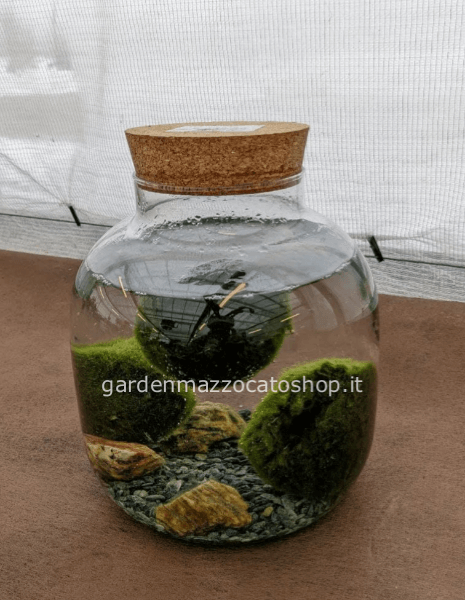 Marimo o Alga Palla Giapponese misura grande