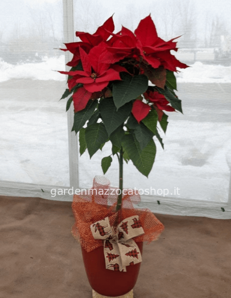 STELLA DI NATALE AD ALBERELLO CONFEZIONATO