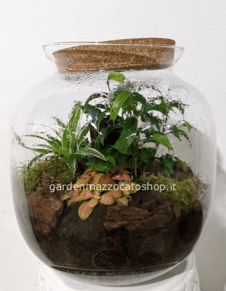 Terrario Medio/Grande in vetro con coperchio