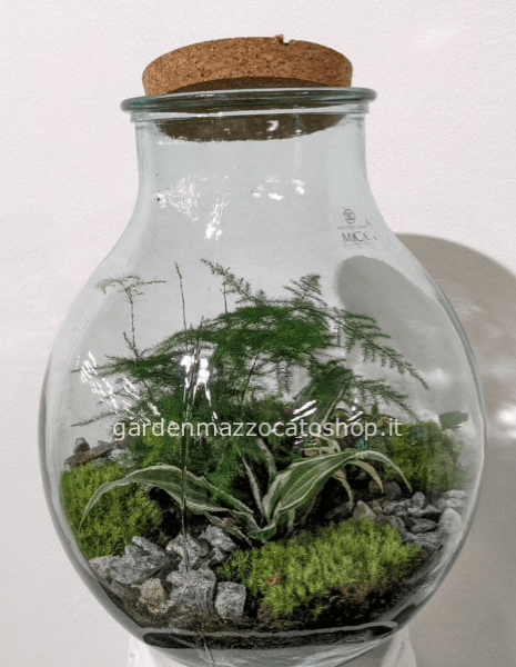Terrario Grande in vetro con coperchio