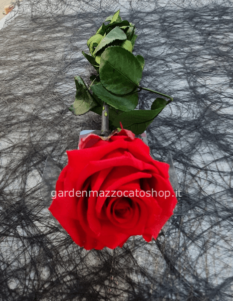 Rosa stabilizzata a stelo lungo