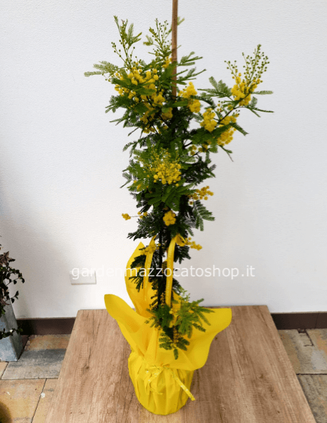 Mimosa fiorita Toscana confezionata H160