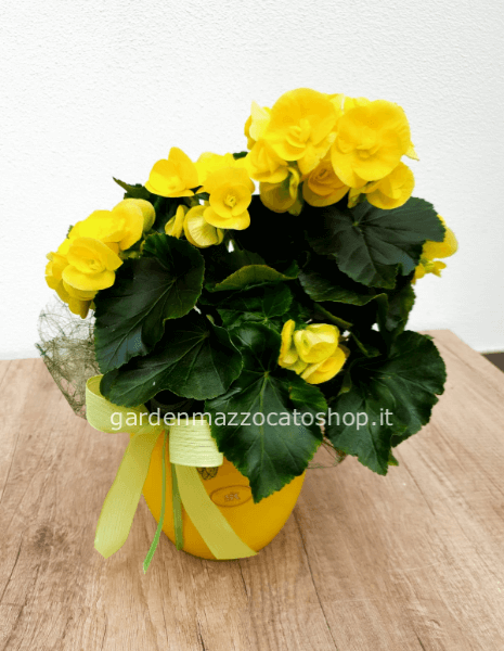BEGONIA GIALLA