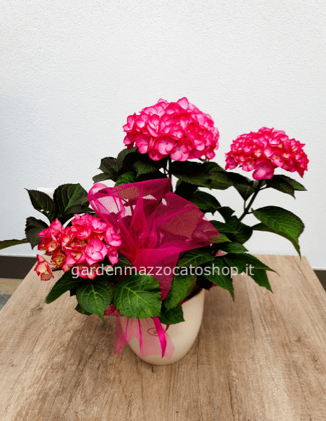 ORTENSIA ROSA