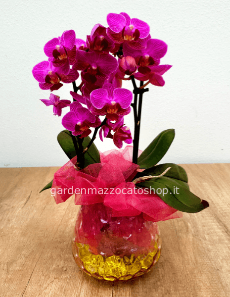orchidea mini vaso trasparente » Fiorista a Feltre per acquisto online e  consegna domicilio di fiori e piante a Feltre.