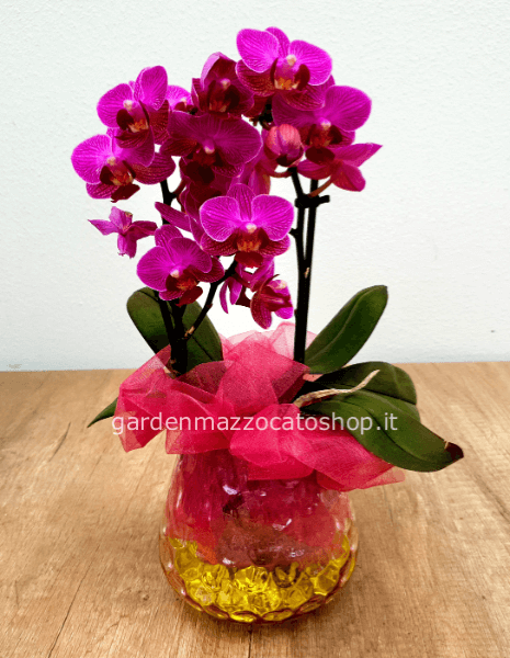 orchidea mini vaso trasparente