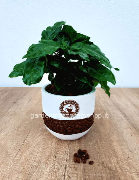 Pianta di caffè con vaso in ceramica