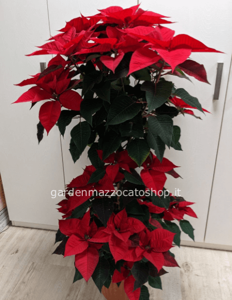 Albero di stelle di natale maxi con ciuffo