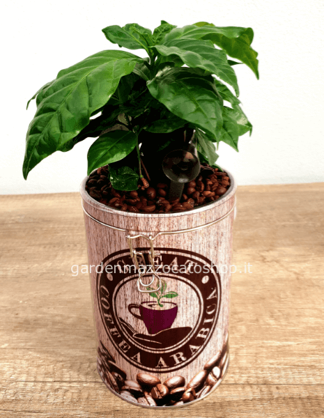 Pianta di caffè in vaso di latta con tappo ermetico