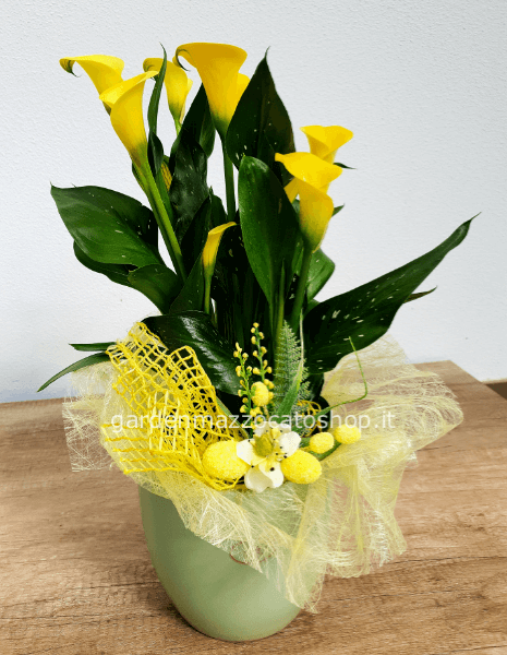 Calla Gialla