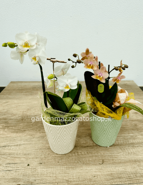Orchidea piccola con vaso decorato