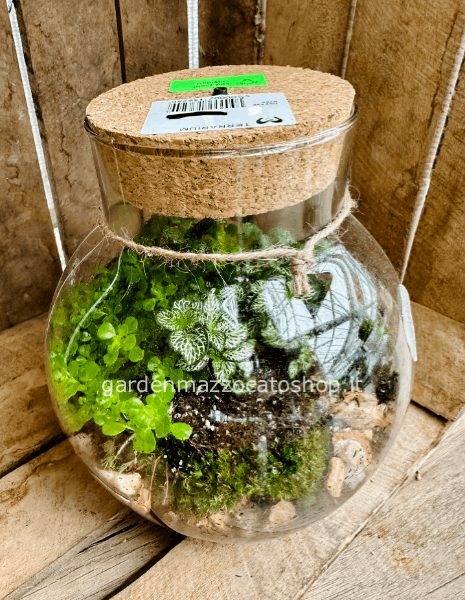 Terrario Medio in vetro 