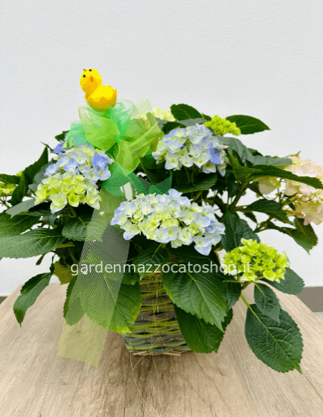 Ortensia su cesto colorato con decoro del momento