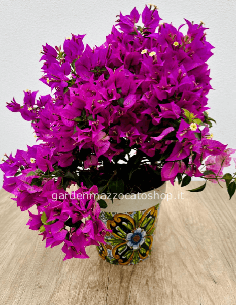 Bouganville alta 50/60 cm