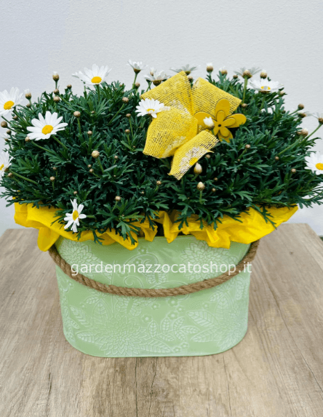 Margherite v18 confezionate su caspò in metallo decorato