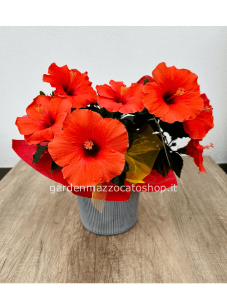 Hibiscus confezionato su vaso in latta