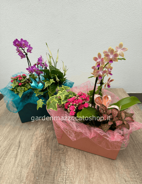 Vaschetta moderna con orchidea e piante verdi mix