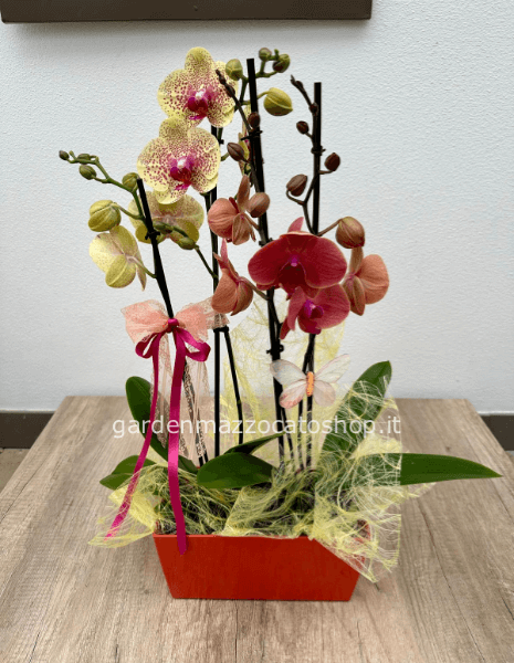 Vaschetta moderna con orchidee grandi