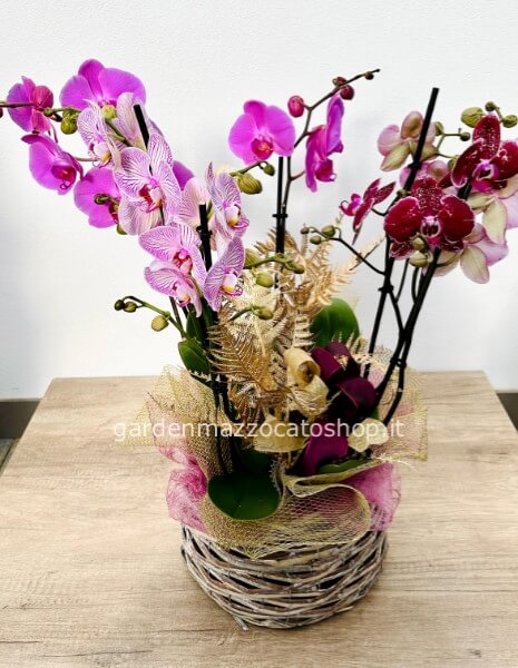 MAXI cesto con 3 Orchidee