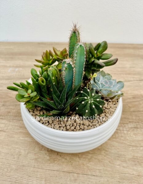 COMPOSIZIONE PIANTE GRASSE