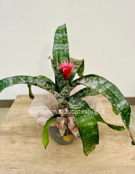 AECHMEA CON VASO + DECORO