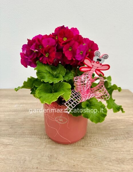 PRIMULA OBCONICA CON VASO IN CERAMICA + DECORO