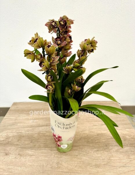 CYMBIDIUM CONFEZIONATO