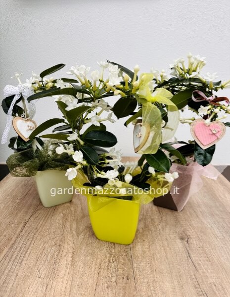 GELSOMINO DA INTERNO CONFEZIONATO