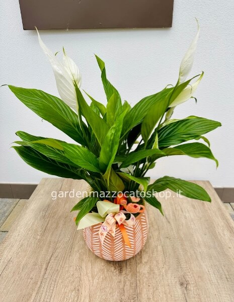 Pianta di Spathiphyllum su vaso in terra cotta decorato