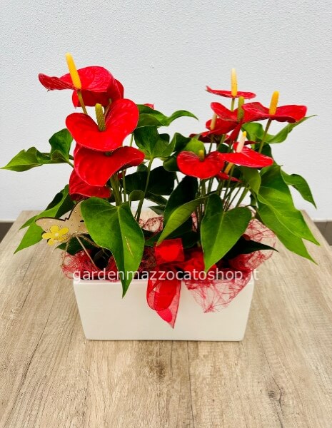 Cassetta ceramica bianca liscia con 2 Anthurium