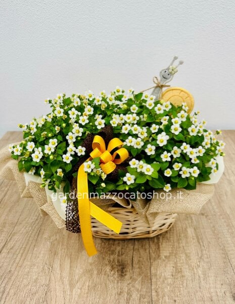 Cestino con Exacum (pianta Stagionale estiva)