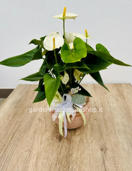 Anthurium su vaso in Terra Cotta