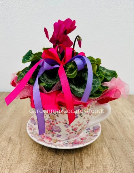 Tazzona con Ciclamino