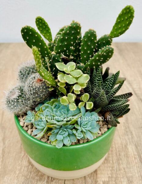 Composizione di piante grasse 