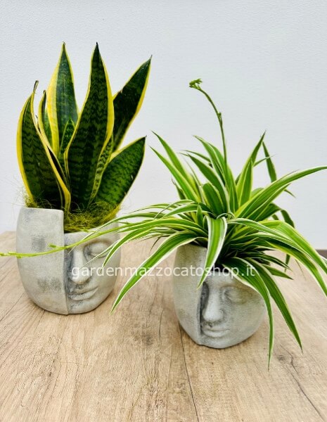 Vaso con Chlorophytum taglia S